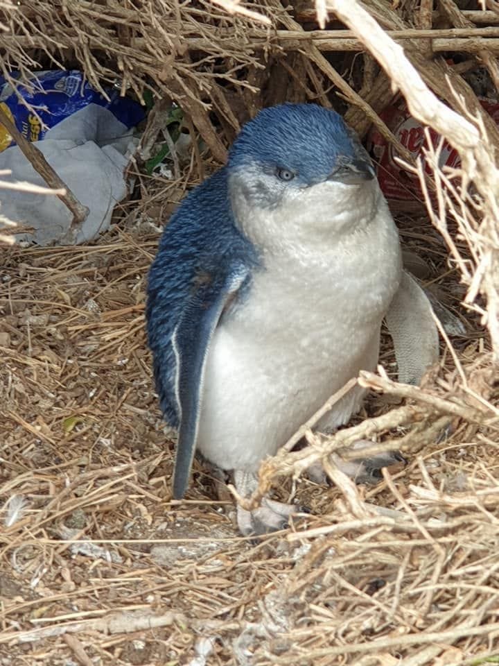 A little penguin in its nest on Phillip Island
