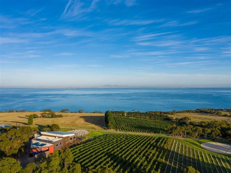 Vineyards on the Bellarine Peninsula overlooking the bay