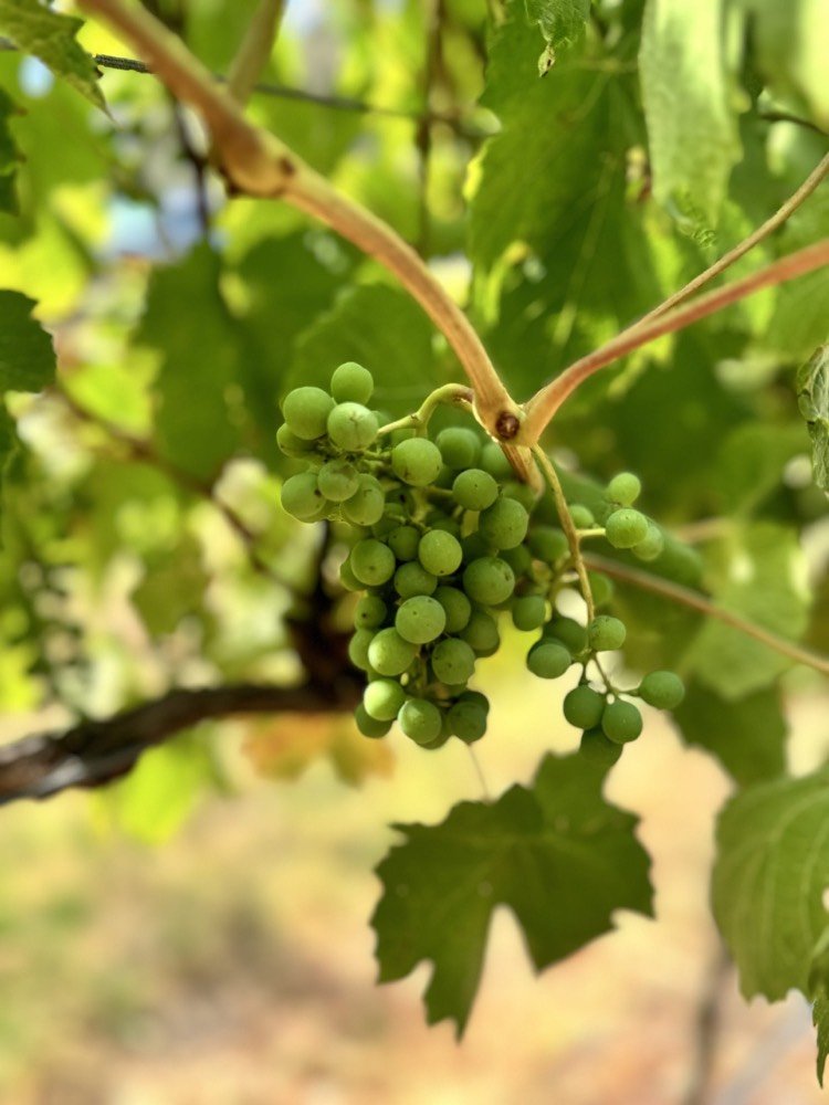 Grapes ripening on the vine in the Yarra Valley